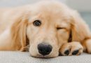 Ada Pasalnya jika sebut 'Anjing' atau 'Babi ke orang, bisa Dipenjara