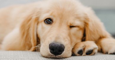 Ada Pasalnya jika sebut 'Anjing' atau 'Babi ke orang, bisa Dipenjara