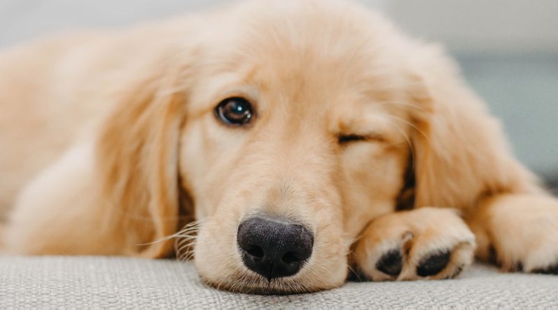 Ada Pasalnya jika sebut 'Anjing' atau 'Babi ke orang, bisa Dipenjara