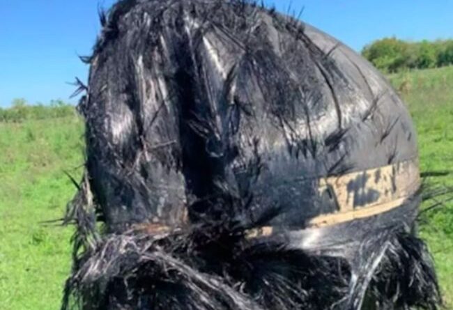 Warga Argentina dapat Benda Berbulu Misterius dari Luar Angkasa