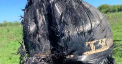 Warga Argentina dapat Benda Berbulu Misterius dari Luar Angkasa